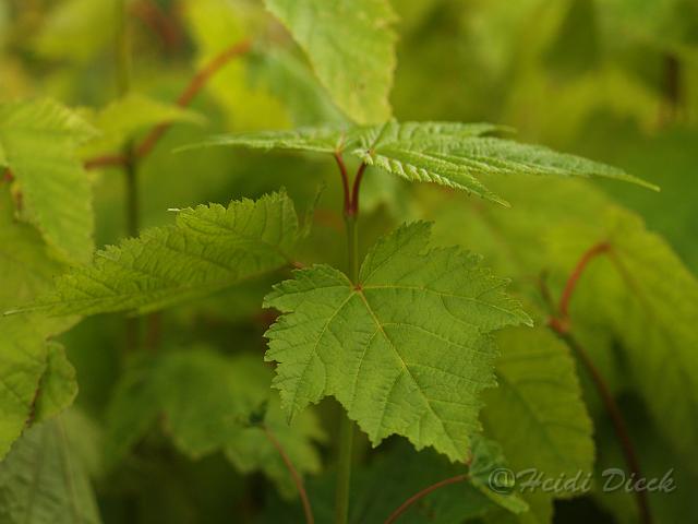 Acer pensylvanicum.jpg - Acer pensylvanicum